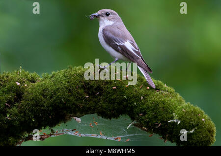 Bonte vliegenvanger rencontré voer dans snavel ; Pied Flycatcher avec de la nourriture Banque D'Images