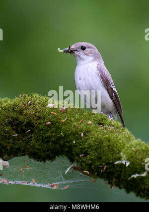 Bonte vliegenvanger rencontré voer dans snavel ; Pied Flycatcher avec de la nourriture Banque D'Images