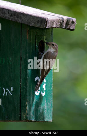 Bonte vliegenvanger rencontré voer bij nestkast ; Pied Flycatcher avec l'alimentation au Nichoir Banque D'Images