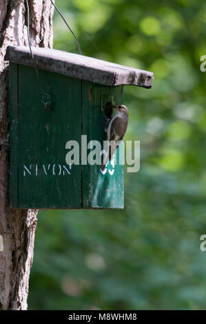 Bonte vliegenvanger rencontré voer bij nestkast ; Pied Flycatcher avec l'alimentation au Nichoir Banque D'Images