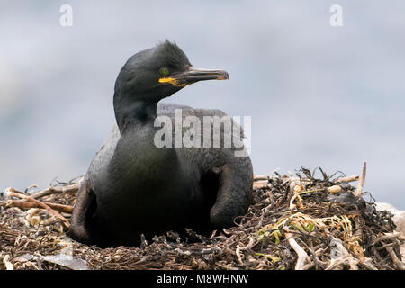 Kuifaalscholver op het nest ; European Shag sur son nid Banque D'Images