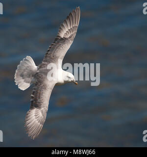 Stormvogel Noordse dans de viaje en avión ; le Fulmar boréal en vol Banque D'Images