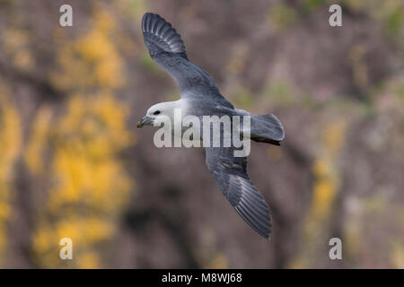 Dans Stromvogel Noordse de viaje en avión ; le Fulmar boréal en vol Banque D'Images