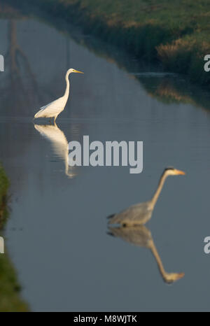 Grote Zilverreiger staand Blauwe Reiger rencontré dans l'eau ; Grande Aigrette perchée dans l'eau avec Héron cendré Banque D'Images