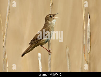 Snor, Savi's Warbler, Locustella luscinioides Banque D'Images