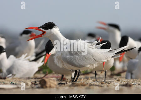 Groep Reuzensterns op het strand ; Groupe de la sterne caspienne sur la plage Banque D'Images