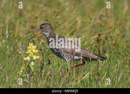 Dans roepend Tureluur volwassen gras ; Garrot appelant adultes en gras Banque D'Images