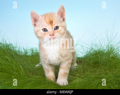 Six semaines vieux rouge chaton dans l'herbe verte Banque D'Images
