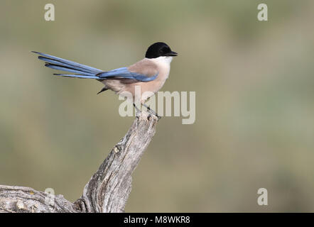 Blauwe Ekster, Azure-winged Magpie Banque D'Images