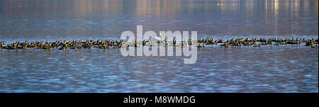 Troupeau de nombreux oiseaux cormoran sur le lac Orestias, près de ville de Kastoria, Grèce, Macédoine de l'Ouest Banque D'Images