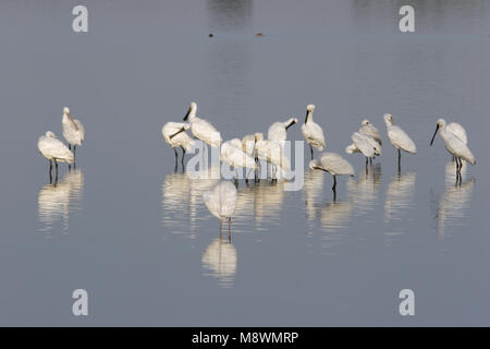 Groep Lepelaars dans l'eau ; Groupe de spatules eurasien dans de l'eau permanent Banque D'Images