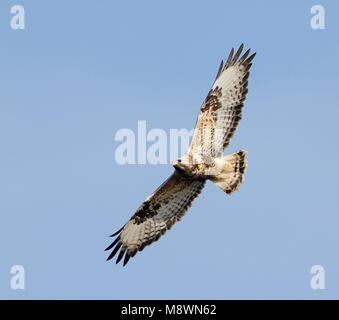 Dans la Buse pattue flight Banque D'Images