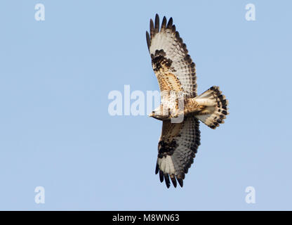 Dans la Buse pattue flight Banque D'Images