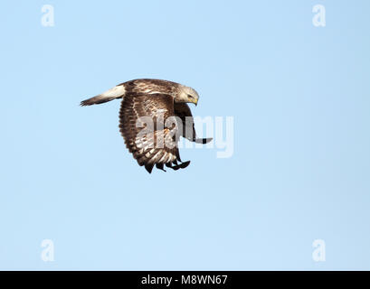 Dans la Buse pattue flight Banque D'Images