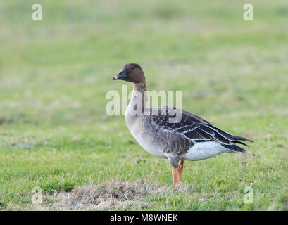 Toendrarietgans rustend op Vlieland, toundra Bean goose (Anser serrirostris) juste arrivé de terreau à Vlieland, Pays-Bas Banque D'Images