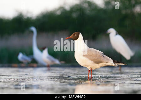 Kokmeeuw staand dans de l'eau s'est réuni à vogels achtergrond ; commun Mouette debout dans l'eau avec les oiseaux en arrière-plan Banque D'Images