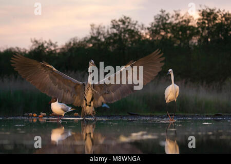 Blauwe Reiger dans landend dans de l'eau de schemering Heron Landing ; gris dans l'eau au crépuscule Banque D'Images