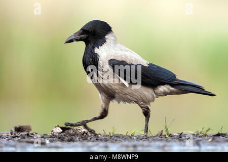 Bonte Kraai lopend ; 7441 op Hooded Crow marche à waterside Banque D'Images