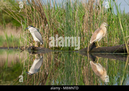 Dans rietkraag staand Ralreiger volwassen rencontré Kwak, crabier chevelu permanent adultes dans la roselière avec bihoreau gris Banque D'Images