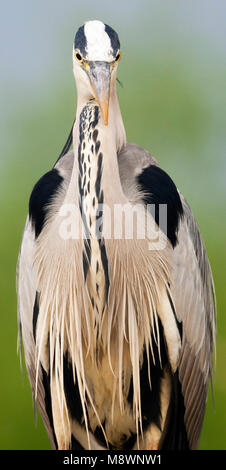 Blauwe Reiger staand Heron gris ; Comité permanent Banque D'Images