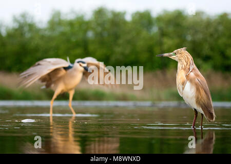 Volwassen Ralreiger staand dans de l'eau rencontrés Kwak op achtergrond, crabier chevelu des profils dans l'eau avec bihoreau gris en arrière-plan Banque D'Images