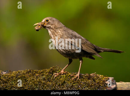 Merel vrouw 7441 nestmateriaal staand op s'est réuni à bek, Eurasian Blackbird femme debout à bord de l'eau avec le matériel du nid en bec Banque D'Images