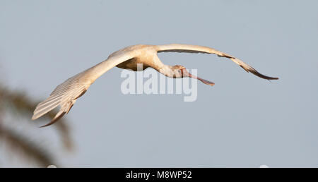 Dictionnaire de l'Afrique de Lepelaar, spatule blanche Platalea alba Banque D'Images