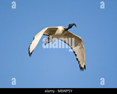 Helige Ibis, ibis sacré africain, Threskiornis aethiopicus Banque D'Images