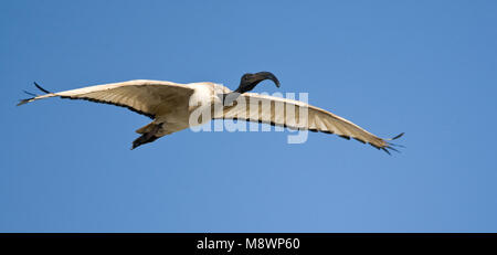 Helige Ibis, ibis sacré africain, Threskiornis aethiopicus Banque D'Images