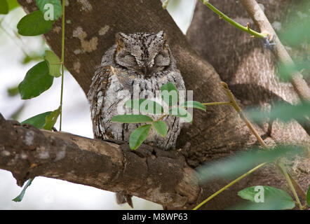 Glossaire sur l'Afrique, Dwergooruil Scops-Owl Otus senegalensis, Banque D'Images