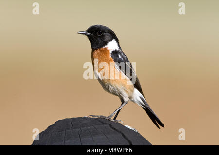 Glossaire sur l'Afrique, Roodborsttapuit Stonechat, Saxicola torquatus Banque D'Images