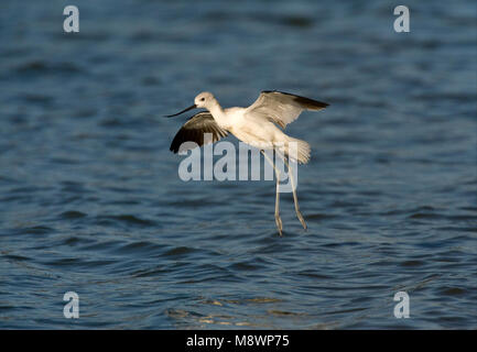 Landende Noord-amerikaanse Kluut Avocette d'atterrissage ; Banque D'Images