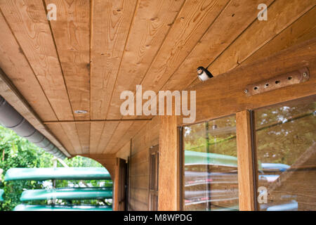 Onder Boerenzwaluw afdak van schuurtje ; Hirondelle perché sous le toit d'une grange Banque D'Images