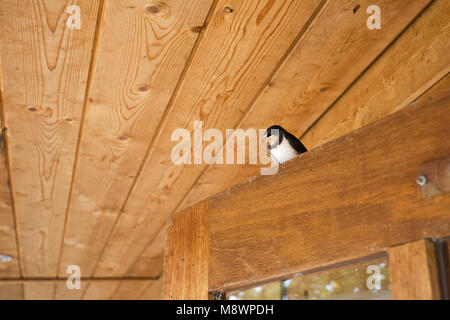 Onder Boerenzwaluw afdak van schuurtje ; Hirondelle perché sous le toit d'une grange Banque D'Images