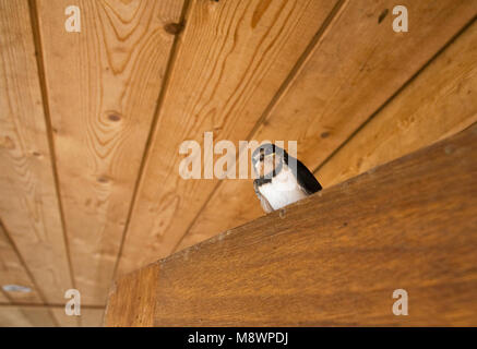 Onder Boerenzwaluw afdak van schuurtje ; Hirondelle perché sous le toit d'une grange Banque D'Images