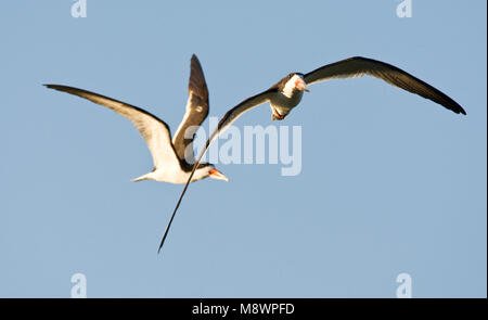 Amerikaanse Schaarbek dans viaje en avión ; Black Skimmer en vol Banque D'Images