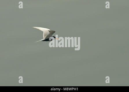 Dans Zwartbuikstern de viaje en avión ; Black-bellied Dougall en vol Banque D'Images