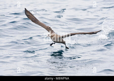 Zwartvoetalbatros Albatros à pieds noirs ; Banque D'Images