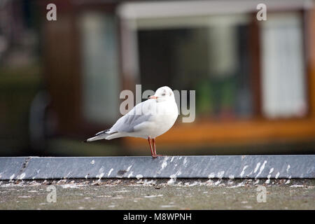 Mouette perchée sur un toit d'un bateau vivant dans les canaux d'Amsterdam ; Kokmeeuw zittend op een dak van een een gracht Amsterdamse woonboot Banque D'Images