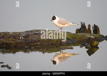 Mouette perchée adultes avec image reflétée dans l'eau, Kokmeeuw volwassen zittend rencontré dans l'eau Het Spiegelbeeld Banque D'Images