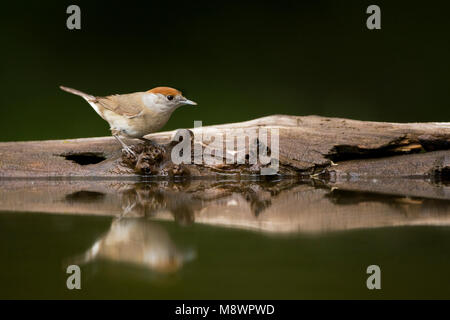 Drinkend Vrouwtje Zwartkop ; Femmes Eurasian Blackcap boire Banque D'Images