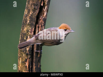 Zwartkop, Sylvia atricapilla Blackcap, Banque D'Images