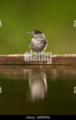 Homme staand Zwartkop bij ; l'eau mâle Blackcap debout à bord de l'eau Banque D'Images