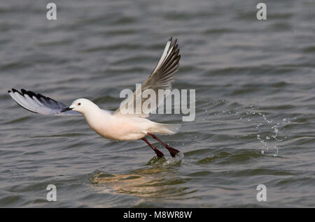 Dunbekmeeuw, goéland, Chroicocephalus genei Banque D'Images