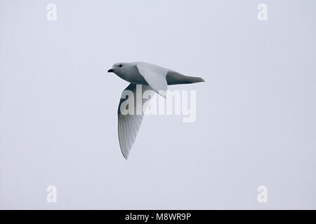 Pétrel des Neiges battant ; Sneeuwstormvogel vliegend Banque D'Images