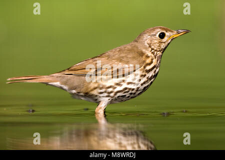 Bij Zanglijster drinkplaats ; Song Thrush au site potable Banque D'Images