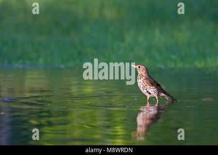 Bij Zanglijster drinkplaats ; Song Thrush au site potable Banque D'Images