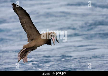 Zwarte Albatros dans de viaje en avión Albatros fuligineux en vol ; Banque D'Images