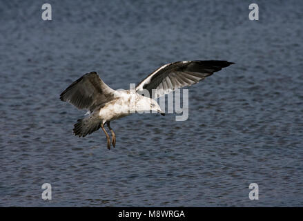 Kelpmeeuw, varech, Larus dominicanus Banque D'Images