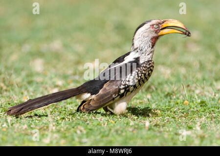 Geelsnaveltok Yellow-Billed Zuidelijke, Sud Calao, Tockus leucomelas, Geelsnaveltok Banque D'Images